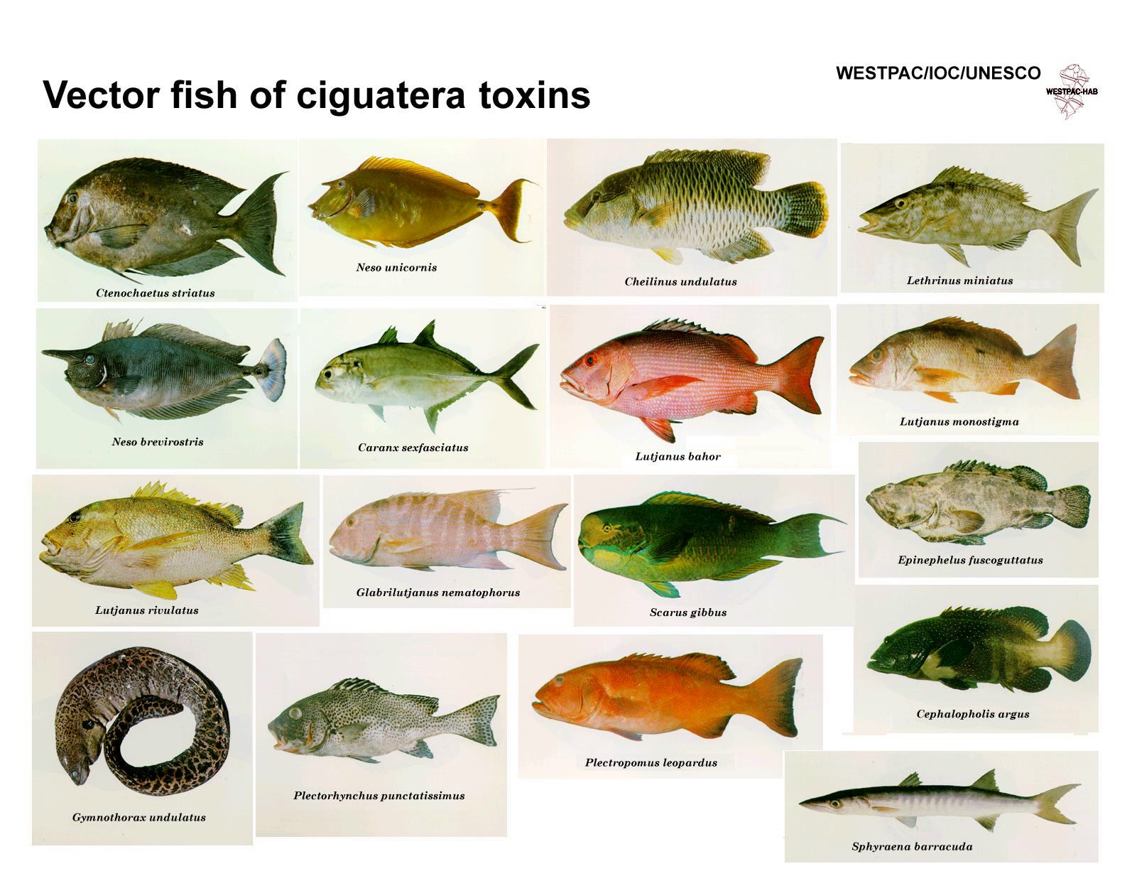 Fischarten Im Mittelmeer